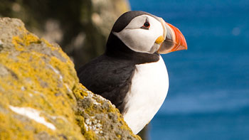 Puffin