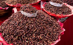 chapulinas in the Oaxaca market