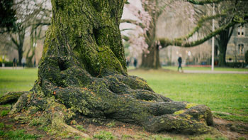 Cherry Tree